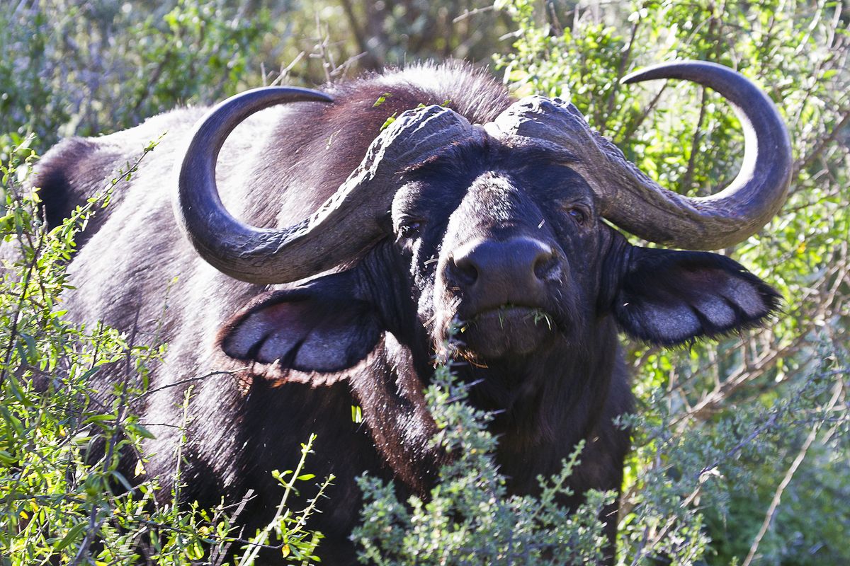 African Buffalo  African Wildlife Foundation