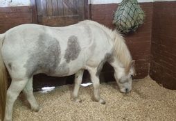 Healing through Horses 11